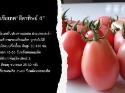 สีดาทิพย์ 4