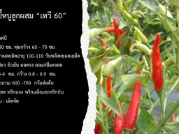 เทวี 60