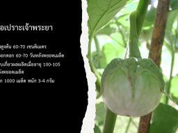 มะเขือเปราะเจ้าพระยา