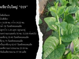 ผักปลังเขียวใบใหญ่ 